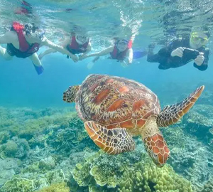 太阳恋人号大堡礁游轮推出全新摩尔礁和翡翠岛终极冒险，一天行程玩转两大经典